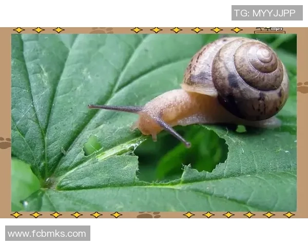 足球明星与古代蚂蚁的奇妙结合探索他们在历史与现代的交汇点 足球明星与古代蚂蚁的奇妙结合探索他们在历史与现代的交汇点